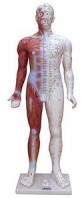 Mô hình huyệt đạo toàn thân 84cm